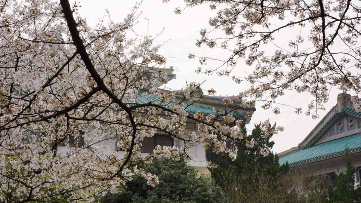 想去武大看樱花?要先预约啦