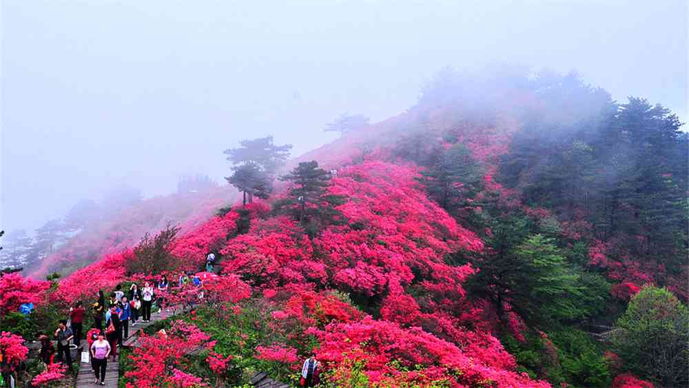 2018麻城龟峰山杜鹃花花期是什么时候 ,如何到达交通指南