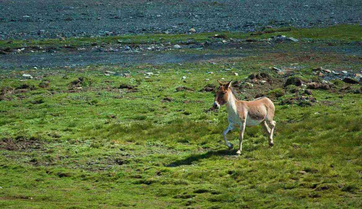 可可西里在哪里?可可西里旅游建议提醒