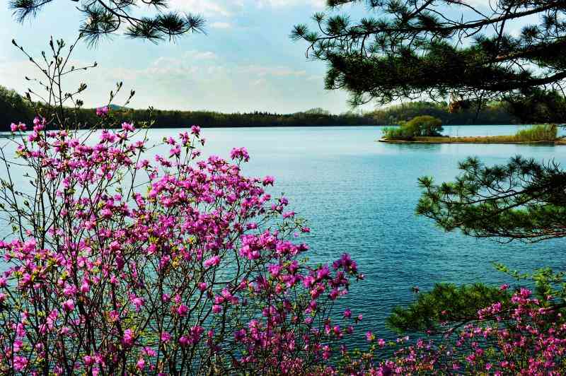 吉林也能看杜鹃花啦,龙湾野生杜鹃花卉旅游节五月开幕开幕