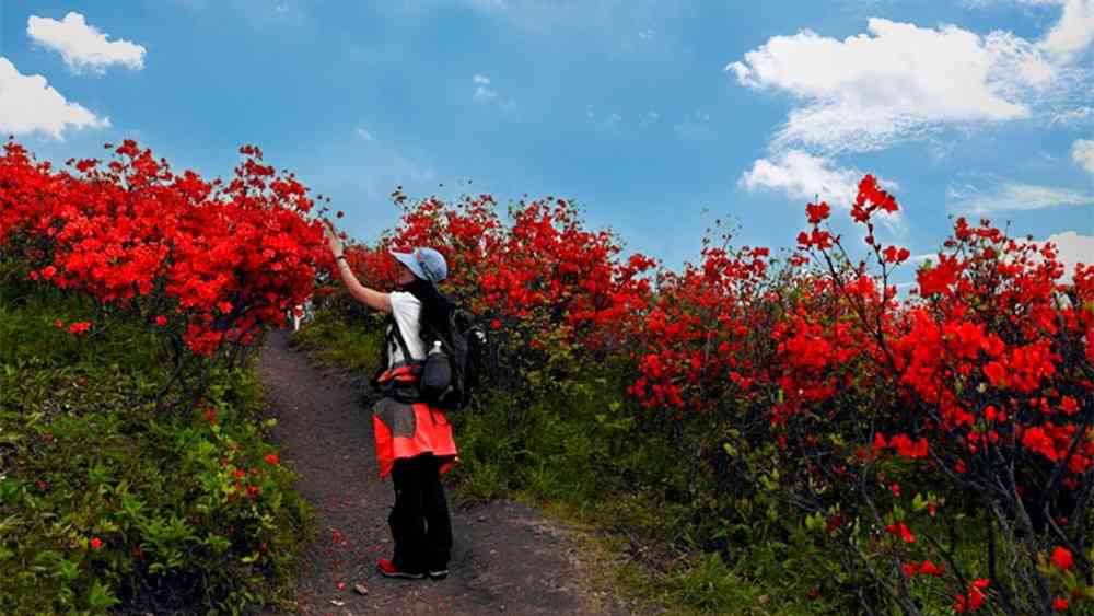 2018华东看杜鹃花哪里好？浙西桃源尖怎么样？