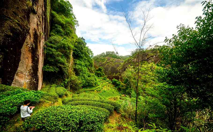 神话武夷山，岩茶的故乡