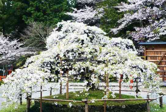 京都最佳赏花地推荐