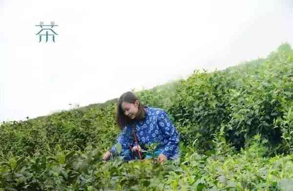 成都踏春采茶好去处 这些路线你不可错过!