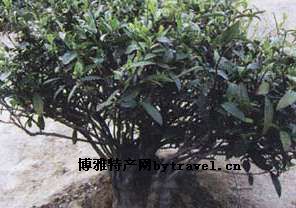 翠云峰毛尖茶