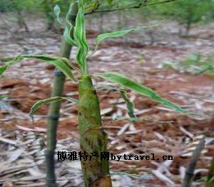 罗汉竹笋