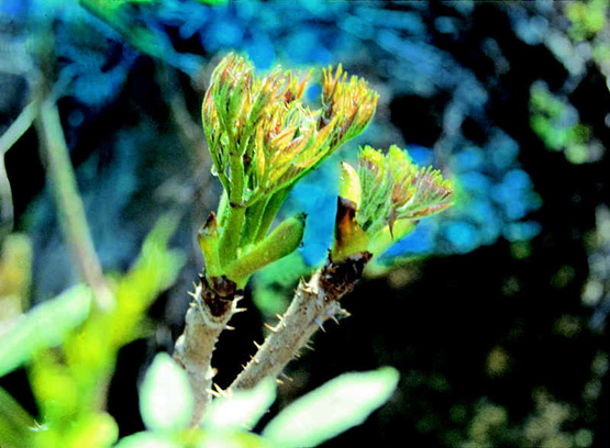 刺龙芽